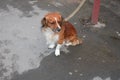 Sitting dog waiting for the store owner Royalty Free Stock Photo