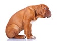 Seated Dogue de Bordeaux puppy Royalty Free Stock Photo