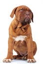 Seated french mastiff puppy dog looks away to side Royalty Free Stock Photo
