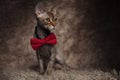 Seated gentleman metis cat looks to side Royalty Free Stock Photo