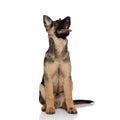 Seated german shepard pants and looks up to side Royalty Free Stock Photo