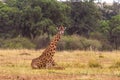 Seated giraffe. Kenya, Africa Royalty Free Stock Photo