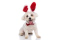 Seated happy bichon dog wearing red bunny ears