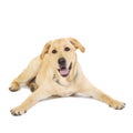 Seated labrador retriever