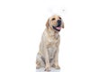 Seated labrador retriever dog sticking out tongue