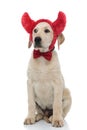 Seated labrador retriever puppy looks away while wearing devil costume