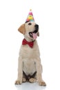 Seated labrador retriever wearing party hat looks to side