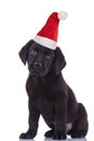 Seated little black labrador retriever puppy wearing santa hat Royalty Free Stock Photo