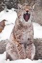 A seated lynx opens a wide mouth