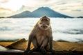Seated monkey posing for photo on a sea of clouds background