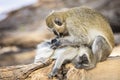 Seated mother black-faced vervet monkey, Ceropithecus aethiops, leaning over and grooming her baby