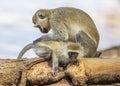 Seated mother black-faced vervet monkey, Ceropithecus aethiops, leaning over and grooming her baby