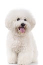 Seated and panting bichon frise