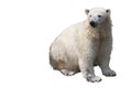 Seated polar bear Royalty Free Stock Photo