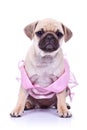 Seated pug puppy dog wearing a pink dress