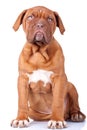 Seated Puppy of Dogue de Bordeaux