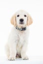 Seated sad golden labrador retriever puppy dog Royalty Free Stock Photo