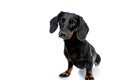 Teckel puppy dog with black fur looking ahead curiously Royalty Free Stock Photo