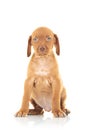 Seated viszla puppy dog Royalty Free Stock Photo