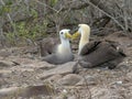 Seated waved albatross tap beaks to bond on isla espanola in the galapagos Royalty Free Stock Photo
