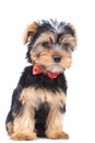 Seated yorkie wearing red bowtie