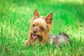 Seated yorkshire terrier puppy dog Royalty Free Stock Photo