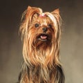 Seated yorkshire terrier puppy dog looking up Royalty Free Stock Photo