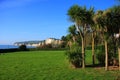 Seaton Palm Trees