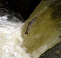 Seatrout Leaping