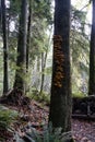 Mushrooms on big tree in forest in Seattle area Royalty Free Stock Photo