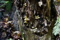 Mushrooms on big tree in forest in Seattle area Royalty Free Stock Photo