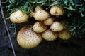 Mushrooms on big tree in forest in Seattle area Royalty Free Stock Photo