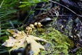 Mushrooms on big tree in forest in Seattle area Royalty Free Stock Photo