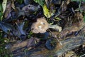 Mushrooms on big tree in forest in Seattle area Royalty Free Stock Photo