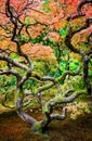 Seattle Japanese Garden Royalty Free Stock Photo