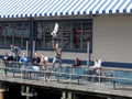 Young man holds bread in hand so seagull can grab it out