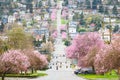 Seattle neighborhood as spring trees bloom pink