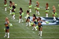Seattle Seahawk Seagals Royalty Free Stock Photo