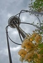 Seattle Spaceneedle Golden Anniversary Royalty Free Stock Photo