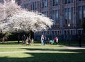 Cherry trees in full bloom at the University of Washington campus Royalty Free Stock Photo