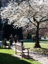 Cherry trees in full bloom at the University of Washington campus Royalty Free Stock Photo