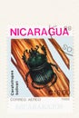 Black Scarab Beetle on Postage Stamp Royalty Free Stock Photo