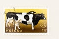 Black and White Cattle on Polish Stamp