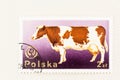 Red and White Polish Holstein - Friesian Milk Cow