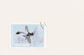 Sand Wasp on Postage Stamp