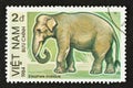 Indian Elephant, an Endangered Animal