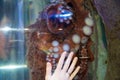SEATTLE, WASHINGTON, USA - JAN 25th, 2017: Common octopus in a large sea water aquarium behind a glass wall with a woman Royalty Free Stock Photo