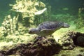 Seaturtle swimming Royalty Free Stock Photo