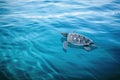 seaturtle swimming across calm and serene blue sea