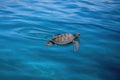 seaturtle swimming across calm and serene blue sea